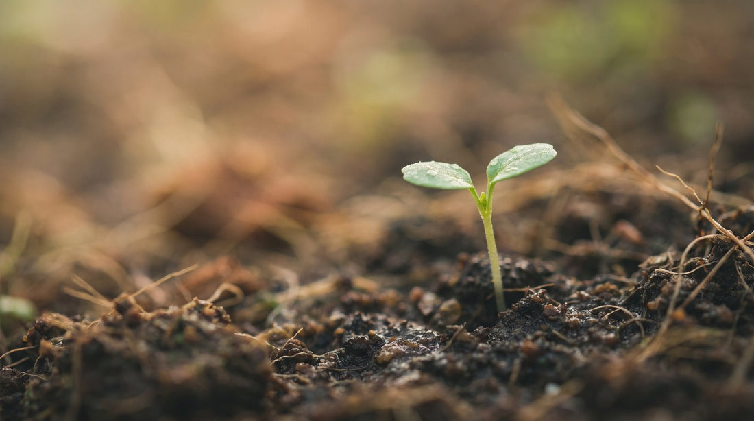 Jeune pousse verte, métaphore de la croissance continue de la sadaqa jariya